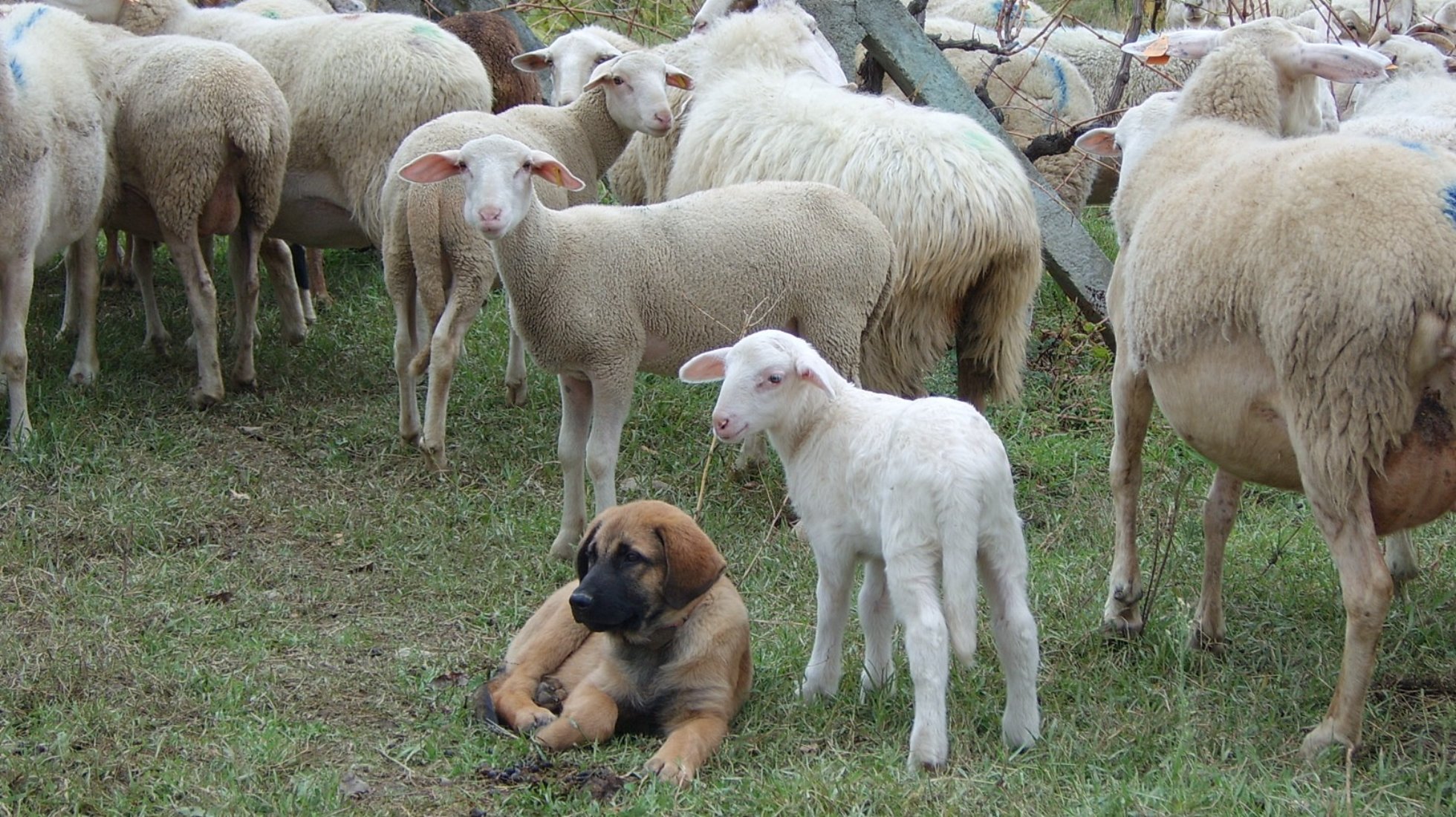 Serra da Estrela Dog